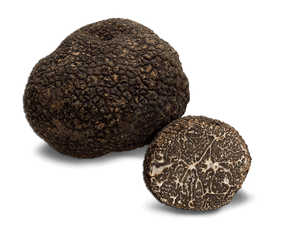 Trufa negra tuber melanosporum, tapas con trufa negra en Soria